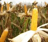 corn for ethanol alcohol